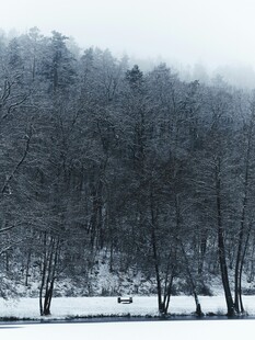 冬日雪景中的静谧树林