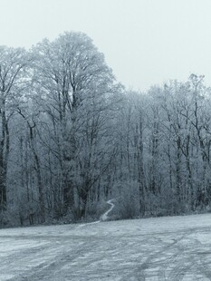 冬日银装素裹的静谧树林
