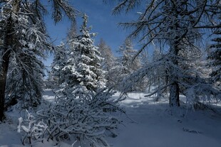 冬日雪覆森林美景