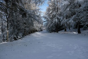 冬日雪覆林间小道