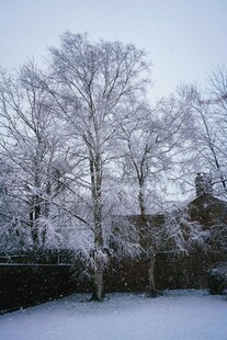 冬日雪景中的树木与房屋