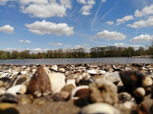 河畔碎石与蓝天绿树景致