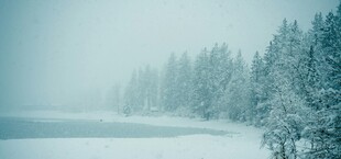 冬日雪景中的静谧森林