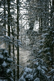 雪覆森林的静谧冬日景象