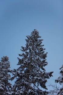 雪覆松树蓝天美景