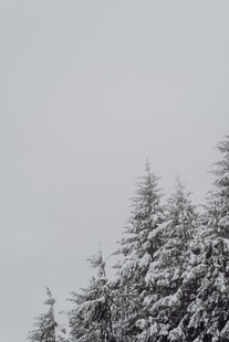 雪覆松枝的冬日景致