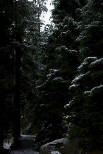 茂密森林中的静谧景象