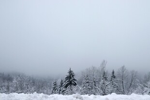 冬日雪景中的挺拔树木