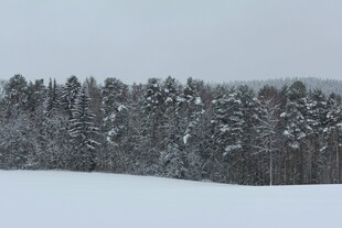 冬日雪覆松林美景