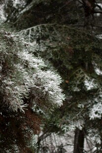 雪覆松枝的冬日景致