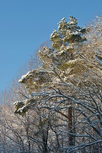 雪覆松树蓝天美景