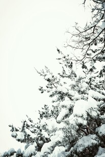 枝头覆雪 冬日静谧景致