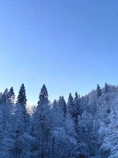 雪覆松林蓝天美景
