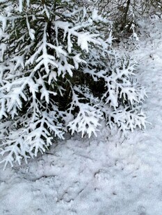 雪覆松枝的冬日美景