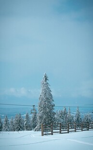 雪覆孤松的冬日纯净景致