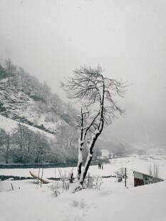 冬日雪景中的孤树