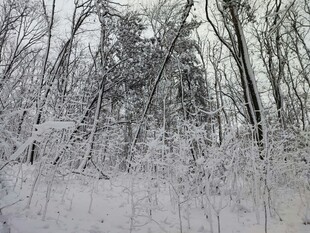 雪覆树林冬日美景