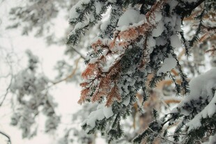 雪覆树枝的冬日美景
