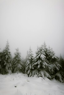 雪覆松林冬日美景