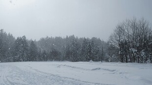 冬日雪景中的树林与雪地