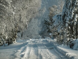 冬日雪覆林间路