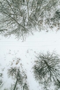 雪覆树林冬日景象