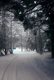 冬日雪覆林间小路