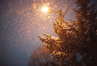 雪夜中闪耀的树木美景