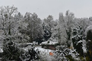 冬日雪景中的树林景观