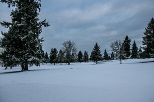 冬日雪景中的静谧树林