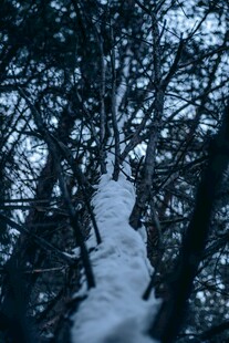 雪覆林间树梢景象