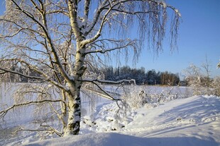 冬日雪景中的孤树