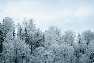 冬日雪覆森林美景