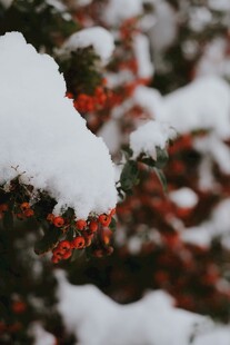 雪覆红果景
