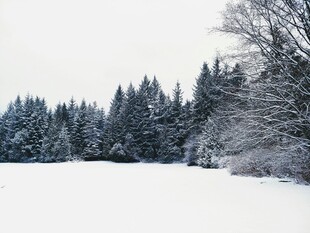 冬日雪景中的静谧森林