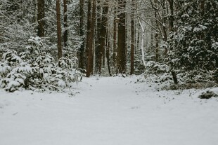 雪覆森林的静谧冬日景象