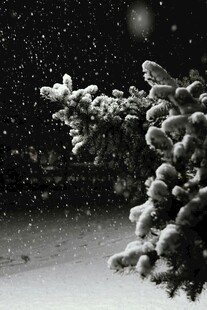 雪夜中的松枝