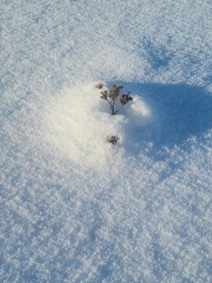 雪地中的神秘小凸起