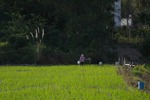 田园风光中的劳作场景