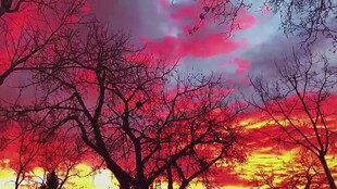 夕阳下的绚烂树木剪影