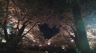 夜晚树下的心形灯光美景