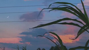 夕阳下的植物枝叶美景