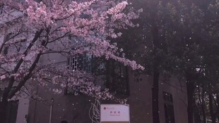 樱花树下的静谧景致