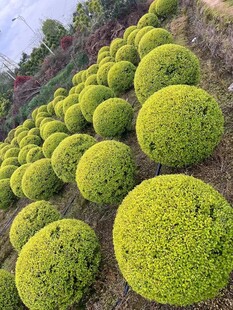 亮晶女贞球