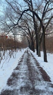 冬日雪覆林间小道