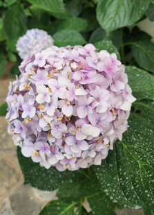 淡紫色绣球花特写