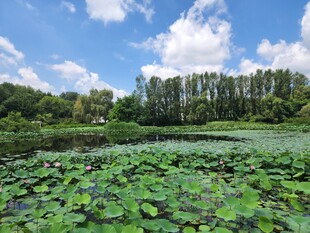 夏日荷塘美景