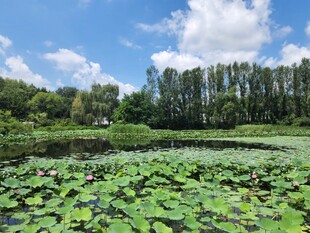 夏日荷塘美景