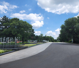 宽阔道路旁的葱郁绿树