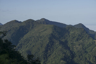 植被 山峰